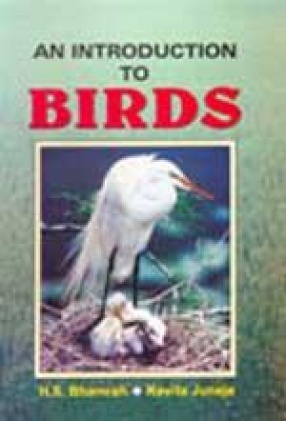 An Introduction to Birds