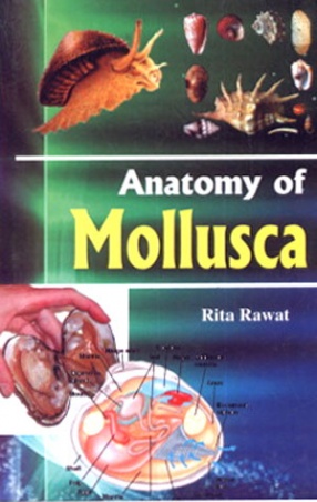 Anatomy of Mollusca