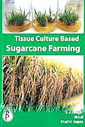 Tissue Culture Based Sugarcane Farming