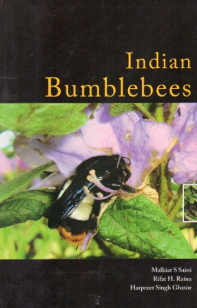 Indian Bumblebees