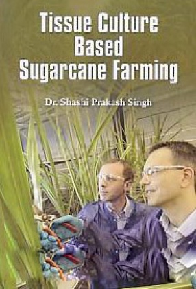 Tissue Culture Based Sugarcane Farming
