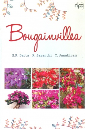 Bougainvillea