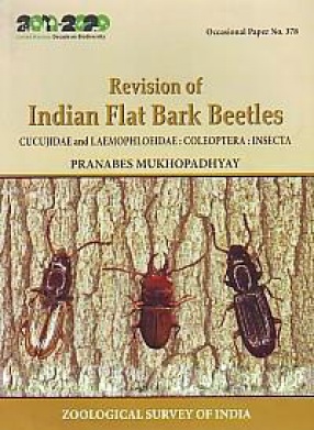 Revision of Indian Flat Bark Beetles: Cucujidae and Laemophloeidae: Coleoptera: Insecta