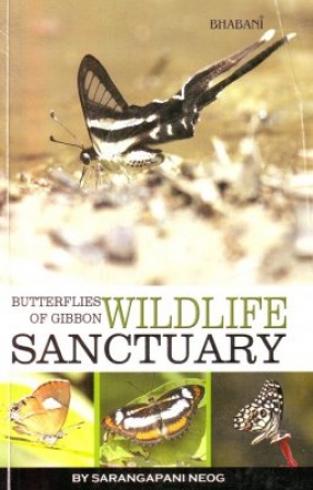 Butterflies of Gibbon Wildlife Sanctuary