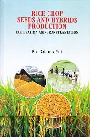 Rice, Crop Seeds and Hybrids Production: Cultivation and Transplantation