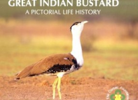 Great Indian Bustard: A Pictorial Life History