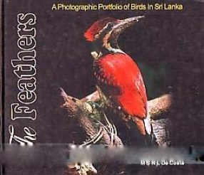 The Feathers: A Photographic Portfolio of Birds in Sri Lanka