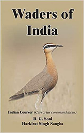 Waders of India: Indian Courser (Cursorius Coromandelicus)