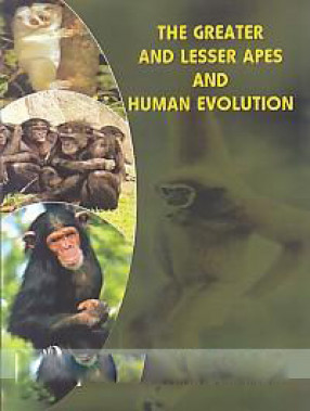 The Greater and Lesser Apes and Human Evolution