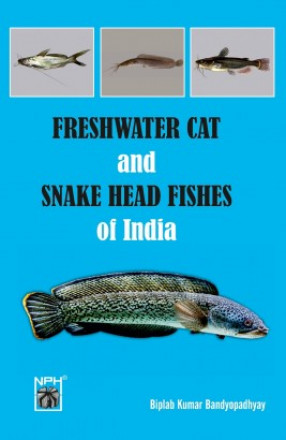 Freshwater Snakehead And Catfishes Of India