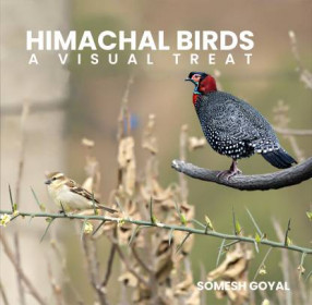 Himachal Birds: A Visual Treat