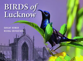 Birds of Lucknow