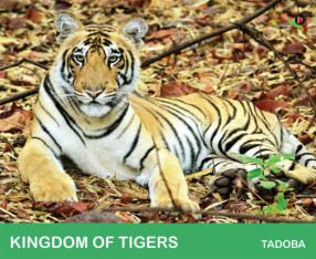 Kingdom of Tigers - Tadoba