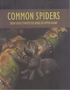 Common Spiders from Select Protected Areas of Upper Assam