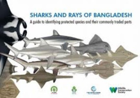 Sharks and Rays of Bangladesh: A Guide to Identifying Protected Species and their Commonly Traded Parts